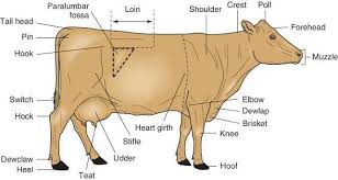cattle cow parts anatomy female bull male beef animal internal young steer mature calf system heifer terminology veterinary medical notes